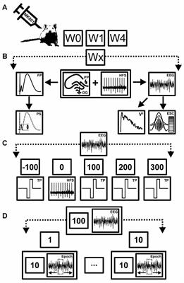 Changes in Neuronal Oscillations Accompany the Loss of Hippocampal LTP that Occurs in an Animal Model of Psychosis